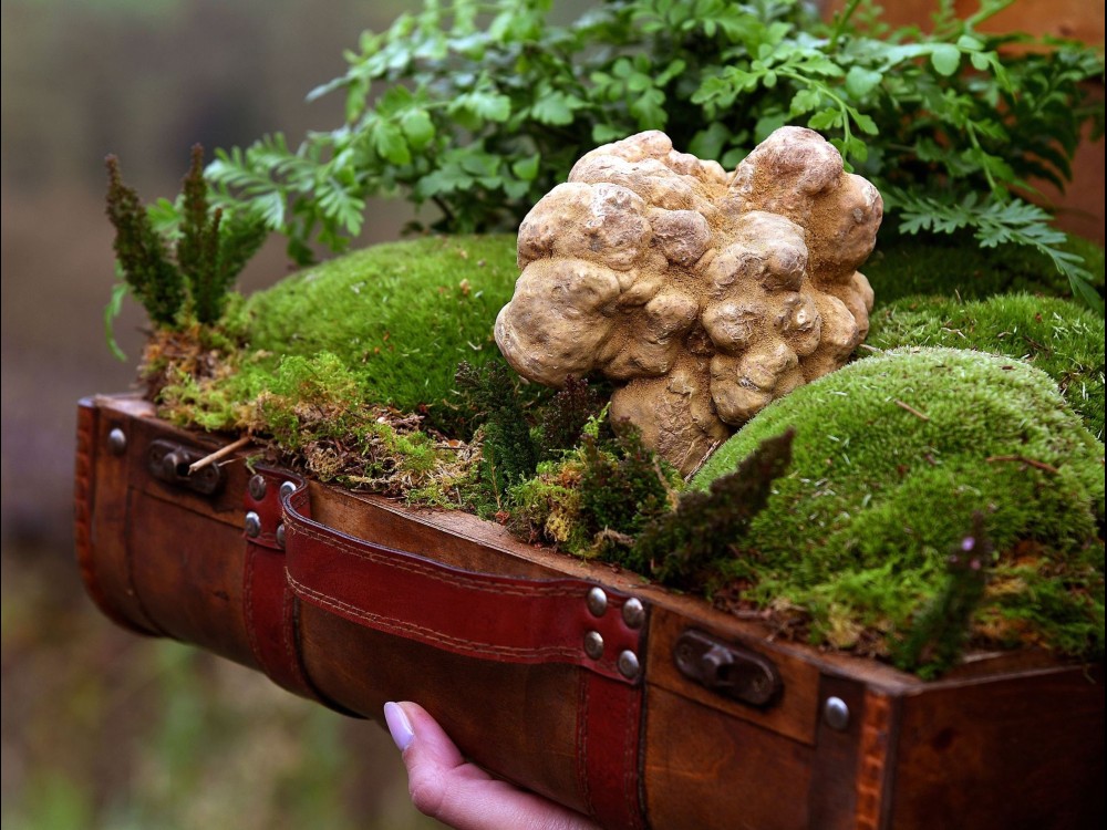 white truffles from langhe hills