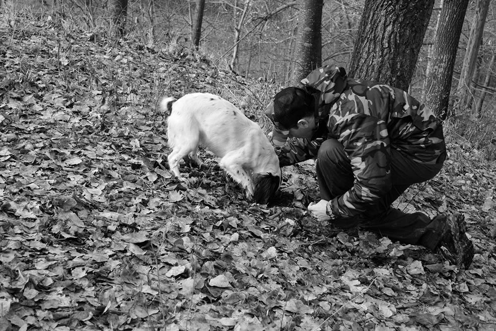 Perro Trufero - Cazando trufas blancas de alba