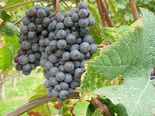 Barbaresco grapes for Bel Colle winery