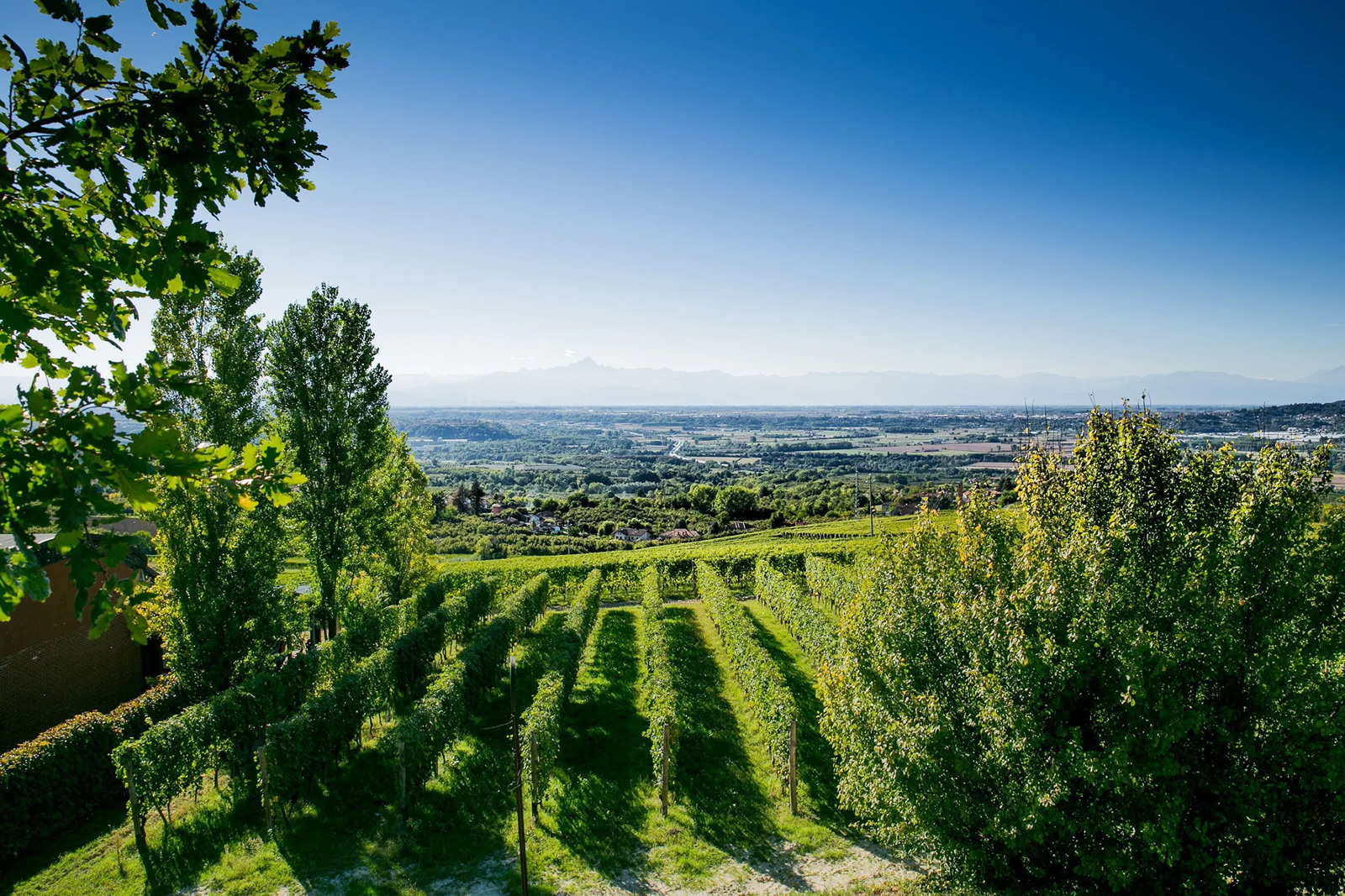 Bel Colle vineyards in Verduno Italy