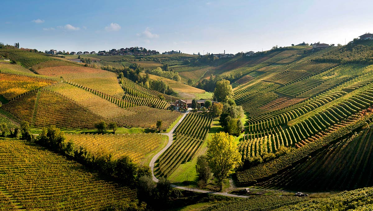 cadelbaio vineyard in piedmont