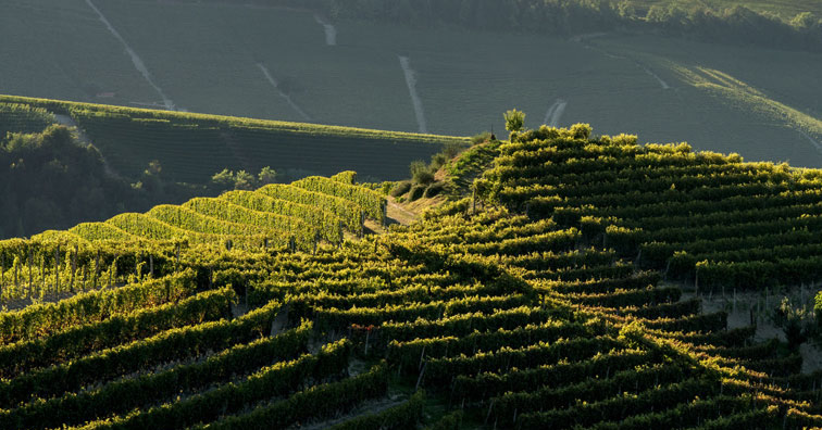 germano vineyard in la morra