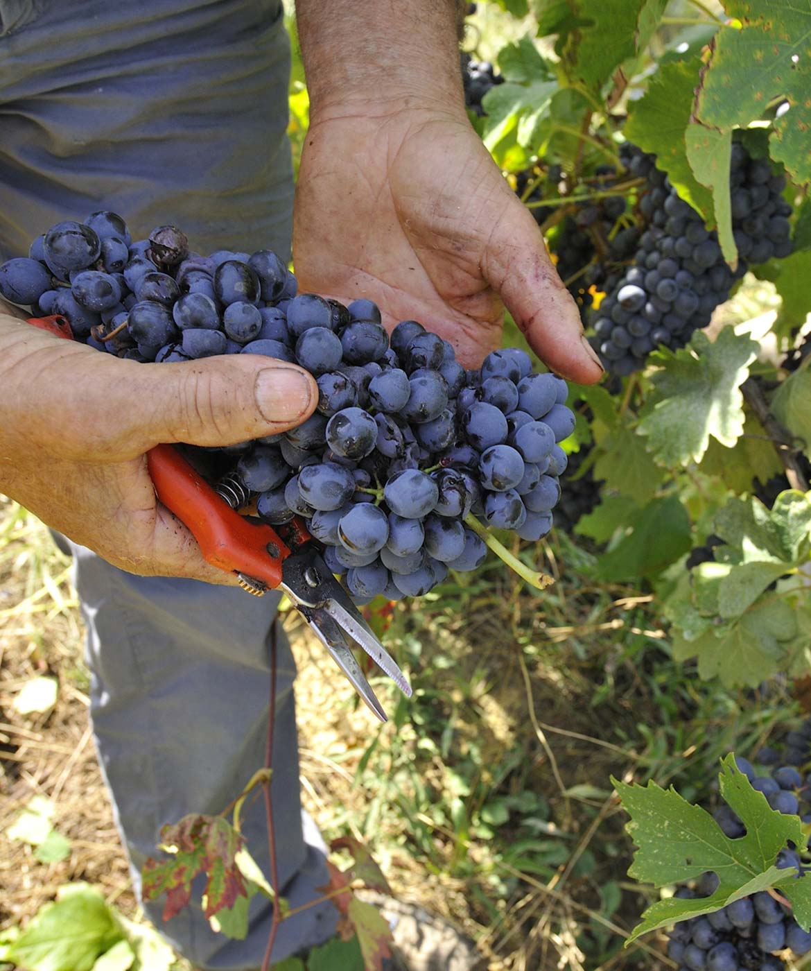 josetta saffirio grapes harvested in Langa