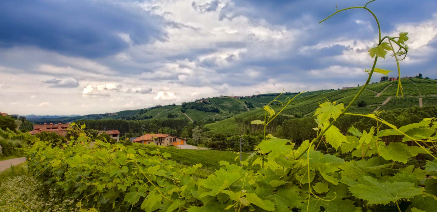 the Saffirio family vineyards